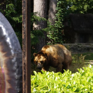 BÄR_Gong