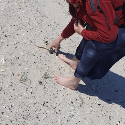 Fundstück in der Nordsee