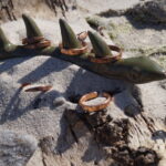 Ring aus Kupfer